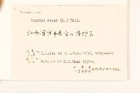 平枝栒子、平枝舖地蜈蚣藏品圖，第3張