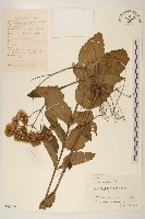 華澤蘭藏品圖，第1張