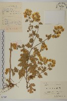 油菊、野菊藏品圖，第1張