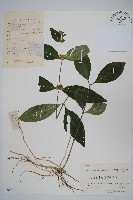 杜根藤藏品圖，第1張