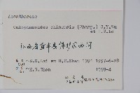 杜根藤藏品圖，第2張