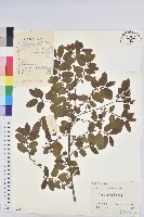 青灰葉下珠藏品圖，第1張