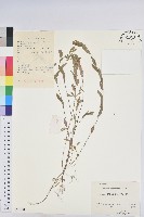 蜜柑草藏品圖，第1張