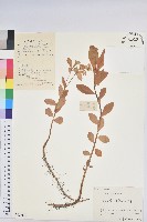 長圓葉大戟藏品圖，第1張