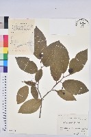 白木烏臼藏品圖，第1張