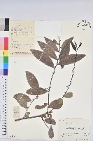 湖北算盤子藏品圖，第1張