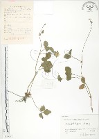 蛇莓、地莓、龍吐珠藏品圖，第1張