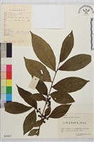 山鼠李藏品圖，第1張