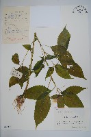 牯嶺鳳仙花藏品圖，第1張