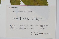 牯嶺鳳仙花藏品圖，第2張