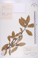 牯嶺鳳仙花藏品圖，第3張