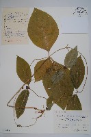 蔓剪草藏品圖，第1張