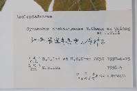 蔓剪草藏品圖，第2張