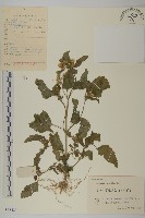 霍香薊藏品圖，第1張