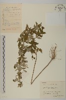 野艾蒿藏品圖，第1張