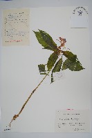 登錄號:S055426藏品圖，第1張