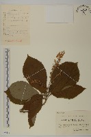 華東山柳藏品圖，第1張