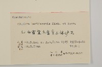 華東山柳藏品圖，第3張