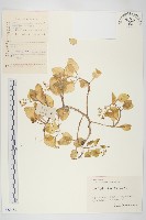 大葉火焰草藏品圖，第1張