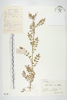 水花菜藏品圖，第1張