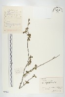 余山羊奶子藏品圖，第1張