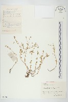 珠芽佛甲草藏品圖，第1張