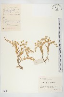 垂盆草藏品圖，第1張