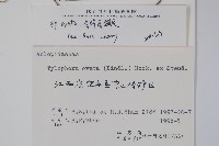 鷗蔓藏品圖，第2張