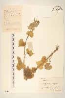 蒲兒根藏品圖，第1張