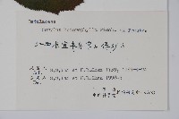 榛樹藏品圖，第2張