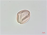 中國旌節花藏品圖，第3張