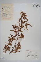 雷公鵝耳櫪藏品圖，第1張