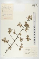 小葉胡頹子藏品圖，第1張