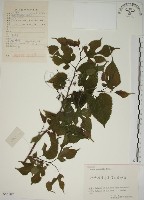 小桑樹藏品圖，第1張