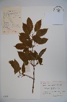 倒卵葉忍冬藏品圖，第1張