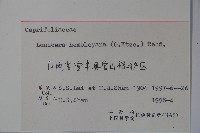 倒卵葉忍冬藏品圖，第2張