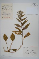 江南山梗菜藏品圖，第1張