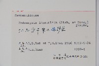 羊乳、四葉參藏品圖，第2張