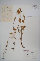 湖南沙參、寬裂沙參藏品圖，第1張