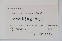 湖南沙參、寬裂沙參藏品圖，第2張