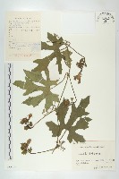 括樓藏品圖，第1張