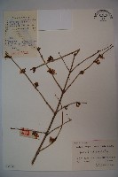 四月紅藏品圖，第1張