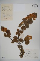 莢迷藏品圖，第1張