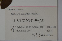 忍冬、金銀花藏品圖，第2張