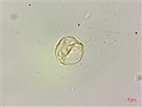 毛花點草藏品圖，第1張