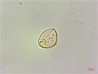 毛花點草藏品圖，第2張