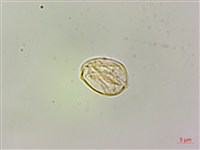 毛花點草藏品圖，第3張