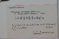 蝴蠂莢迷藏品圖，第2張