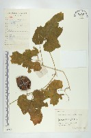 王瓜藏品圖，第1張