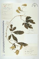 馬銅鈴藏品圖，第1張